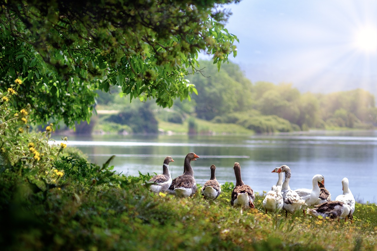 wild geese, birds, lake-3379677.jpg